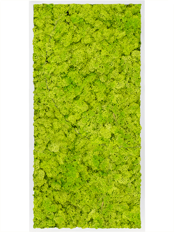 Tablou L120xW120xH6cm MDF RAL 9010 Satin Gloss 100% Reindeer Moss (Spring green)