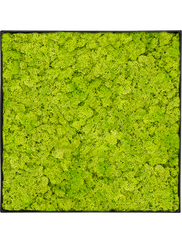 Tablou L30xW30xH5cm Nova Frame Anthracite-concrete Reindeer moss (Spring green)