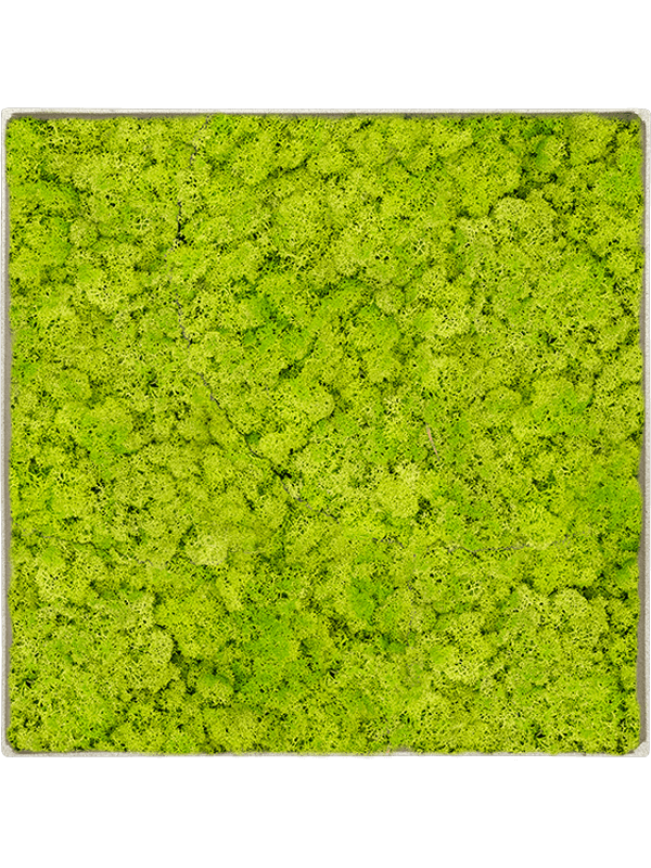 Tablou L30xW30xH5cm Nova Frame Antique White-concrete Reindeer moss (Spring green)