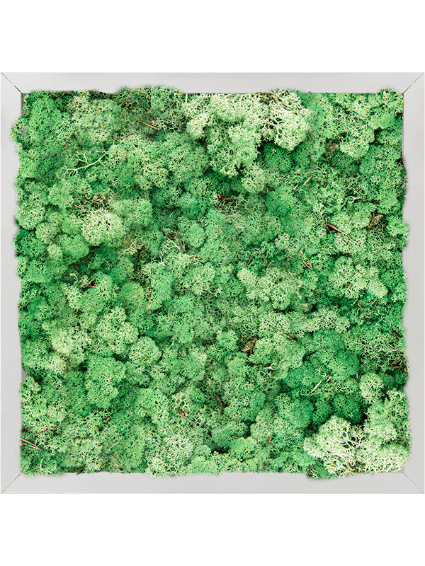 Tablou L40xW40xH6cm Aluminum 100% Reindeer moss (Grass Green)