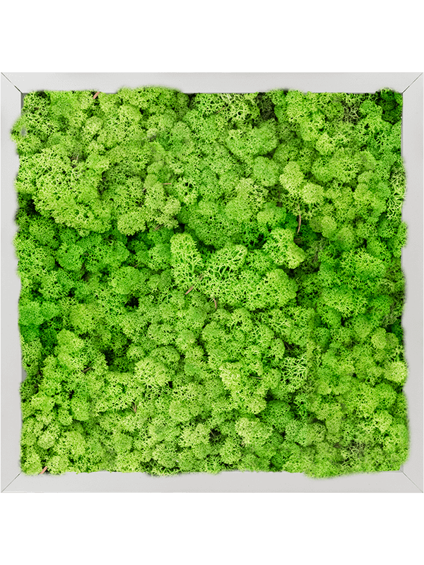 Tablou L40xW40xH6cm Aluminum 100% Reindeer moss (Light Grass Green)