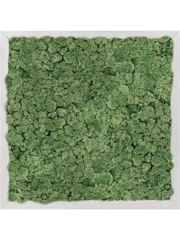 Tablou L40xW40xH6cm Aluminum 100% Reindeer moss (Moss green)