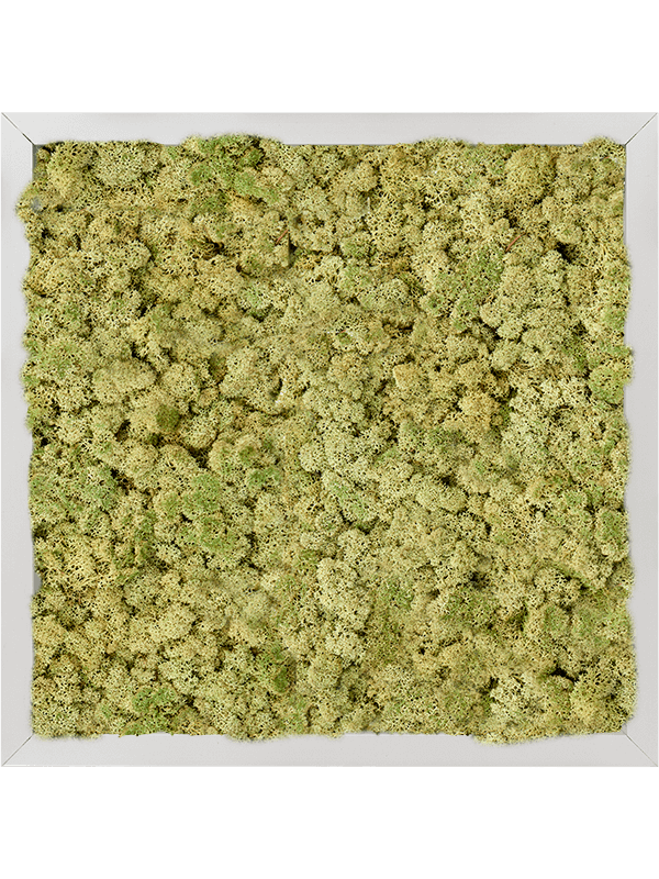 Tablou L40xW40xH6cm Aluminum 100% Reindeer moss (Old Green)