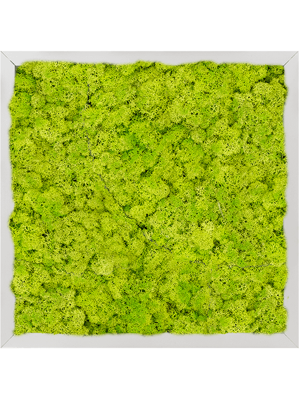 Tablou L40xW40xH6cm Aluminum 100% Reindeer moss (Spring green)