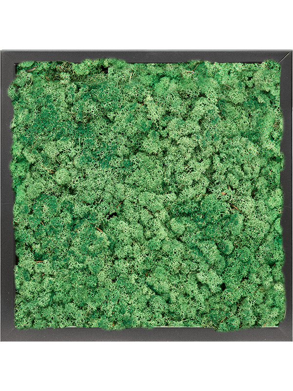 Tablou L40xW40xH6cm MDF RAL 9005 Satin Gloss 100% Reindeer moss (Grass Green)