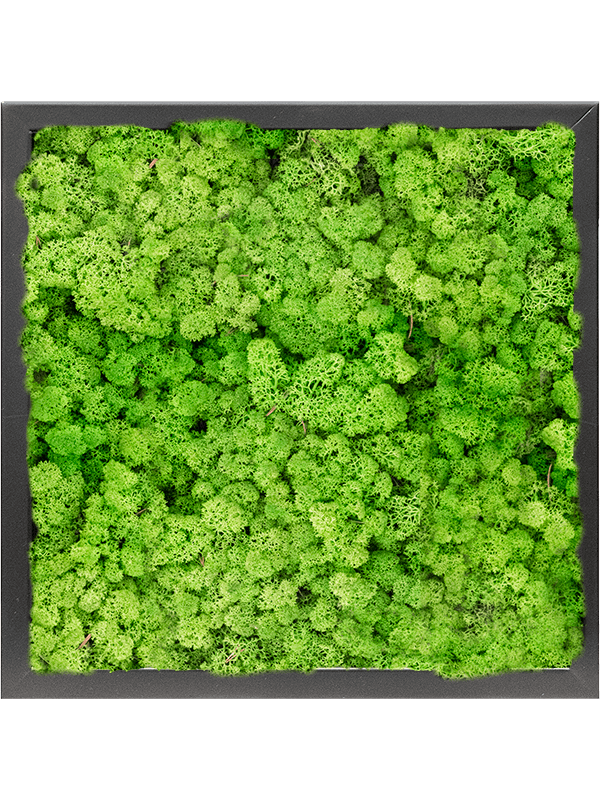 Tablou L40xW40xH6cm MDF RAL 9005 Satin Gloss 100% Reindeer moss (Light Grass Green)