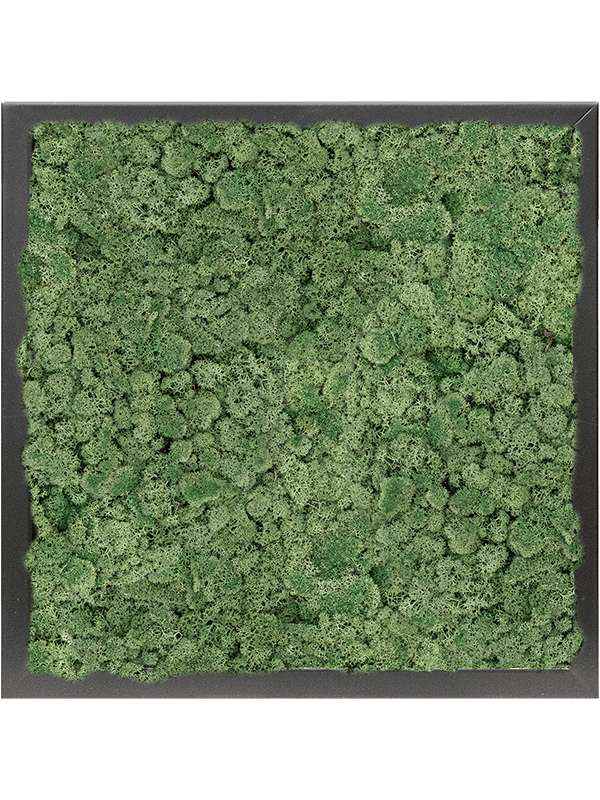Tablou L40xW40xH6cm MDF RAL 9005 Satin Gloss 100% Reindeer moss (Moss green)