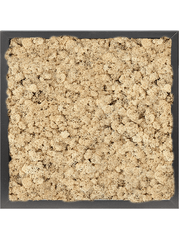 Tablou L40xW40xH6cm MDF RAL 9005 Satin Gloss 100% Reindeer moss (Natural)