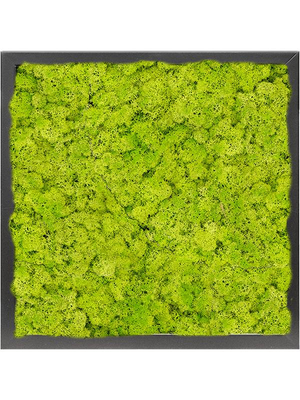 Tablou L40xW40xH6cm MDF RAL 9005 Satin Gloss 100% Reindeer moss (Spring green)