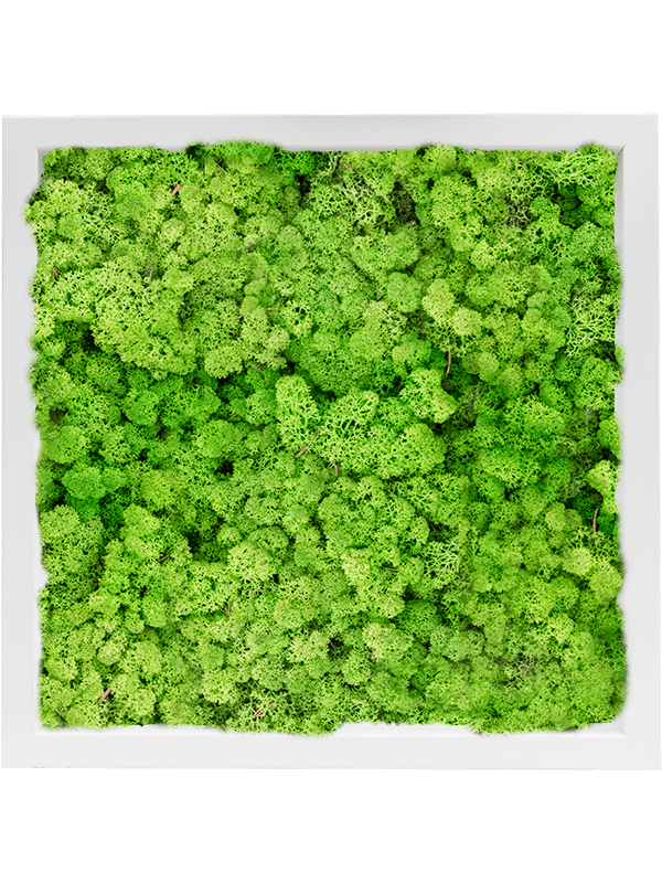 Tablou L40xW40xH6cm MDF RAL 9010 Satin Gloss 100% Reindeer Moss (Light Grass Green)