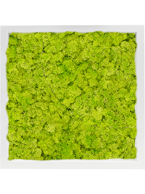 Tablou L40xW40xH6cm MDF RAL 9010 Satin Gloss 100% Reindeer Moss (Spring green)