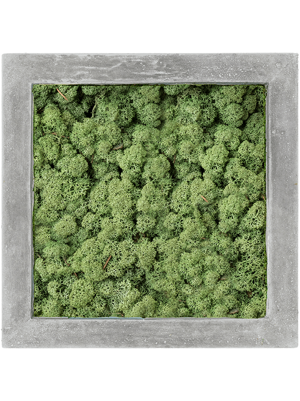 Tablou L50xW50xH5cm Polystone Raw Grey 100% Reindeer Moss (Moss green)