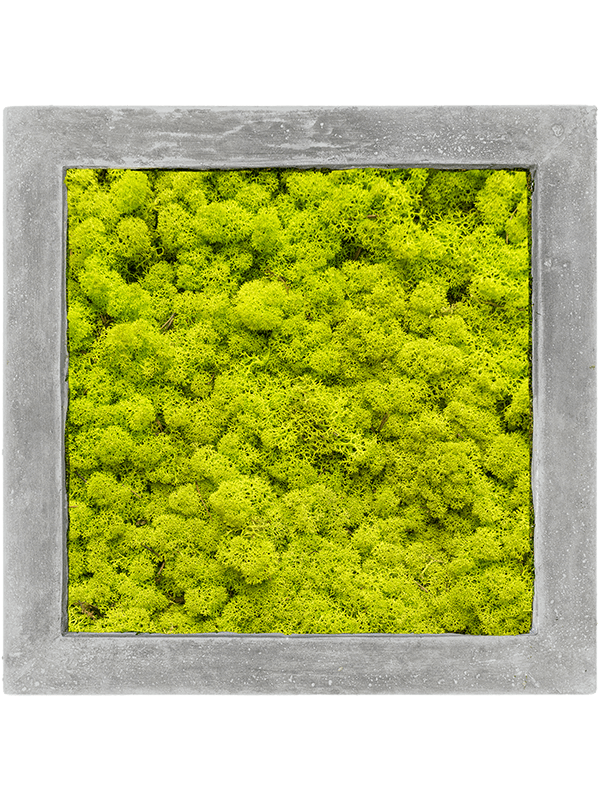 Tablou L50xW50xH5cm Polystone Raw Grey 100% Reindeer moss (Spring green)