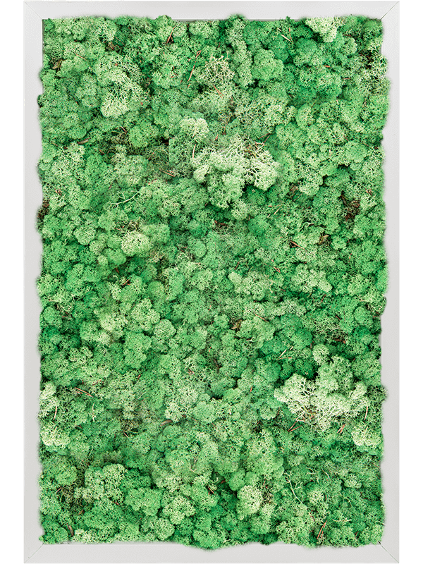 Tablou L60xW60xH6cm Aluminum 100% Reindeer moss (Grass Green)