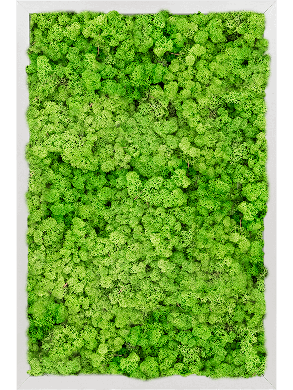 Tablou L60xW60xH6cm Aluminum 100% Reindeer moss (Light Grass Green)