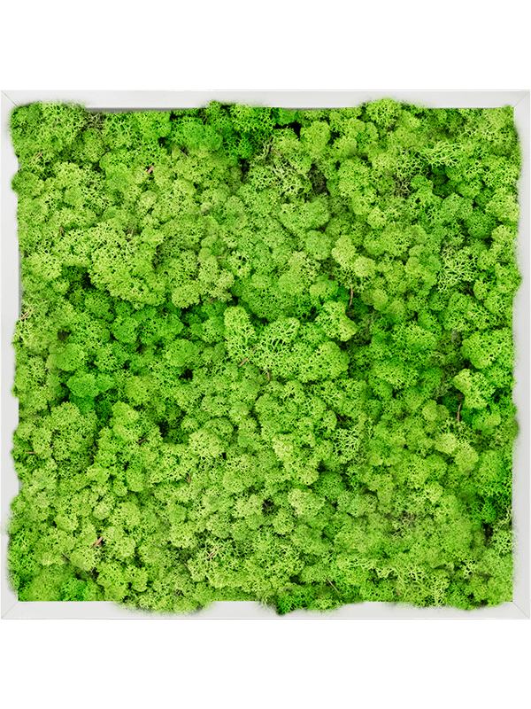 Tablou L60xW60xH6cm Aluminum 100% Reindeer moss (Light Grass Green)