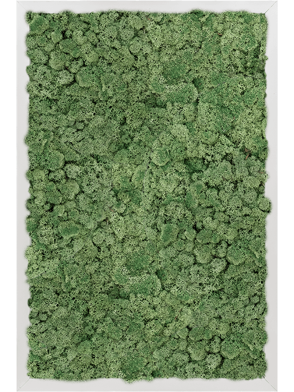Tablou L60xW60xH6cm Aluminum 100% Reindeer moss (Moss green)