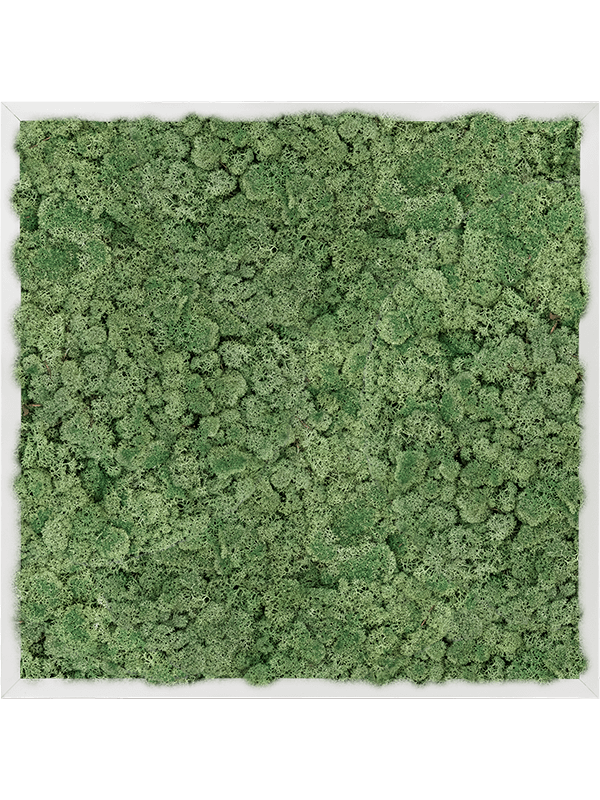 Tablou L60xW60xH6cm Aluminum 100% Reindeer moss (Moss green)