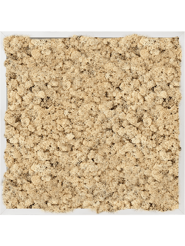 Tablou L60xW60xH6cm Aluminum 100% Reindeer moss (Natural)