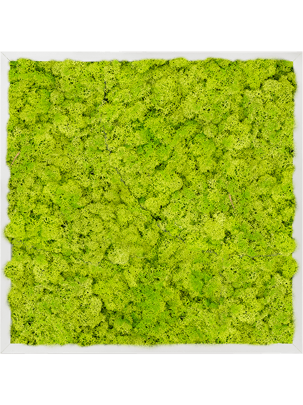 Tablou L60xW60xH6cm Aluminum 100% Reindeer moss (Spring green)