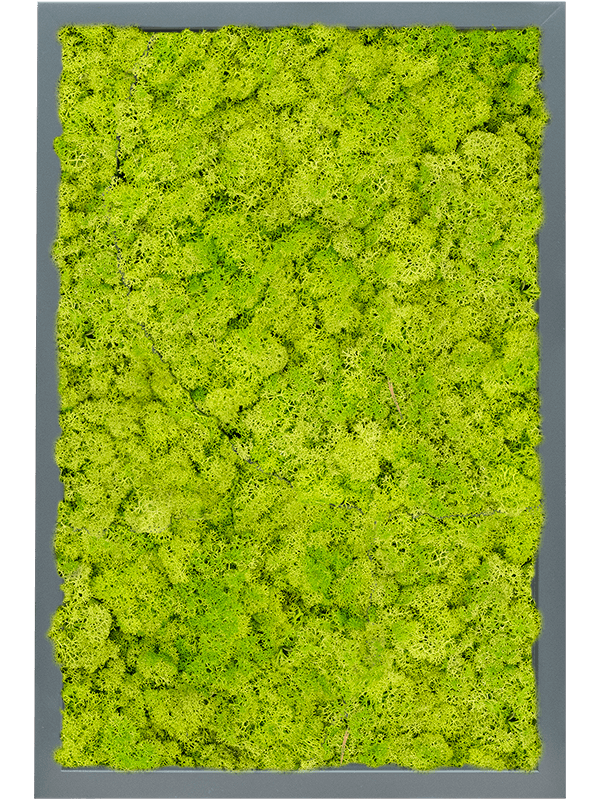 Tablou L60xW60xH6cm MDF RAL 7016 Satin Gloss 100% Reindeer Moss (Spring green)