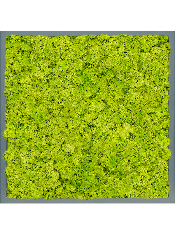 Tablou L60xW60xH6cm MDF RAL 7016 Satin Gloss 100% Reindeer Moss (Spring green)