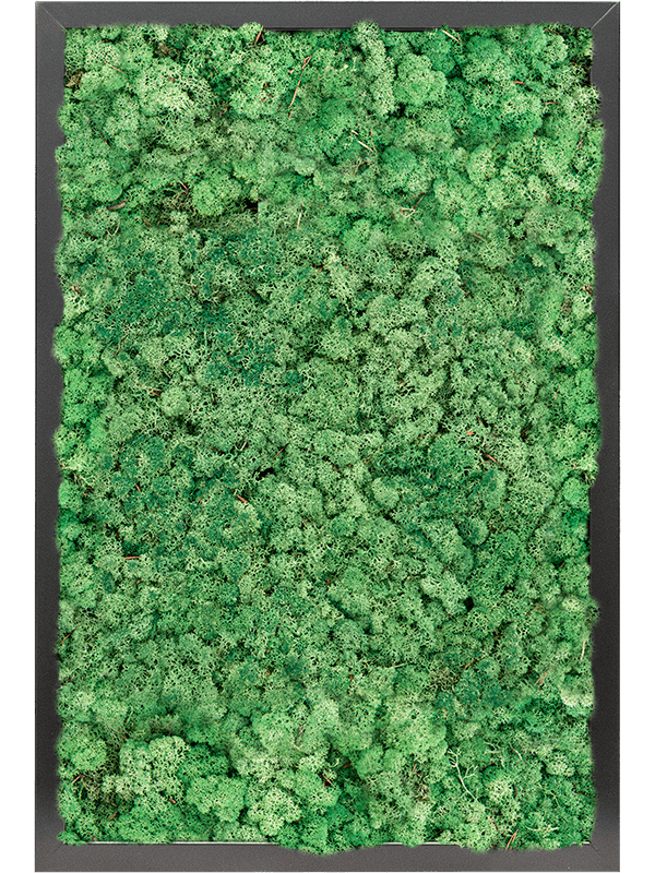 Tablou L60xW60xH6cm MDF RAL 9005 Satin Gloss 100% Reindeer moss (Grass Green)