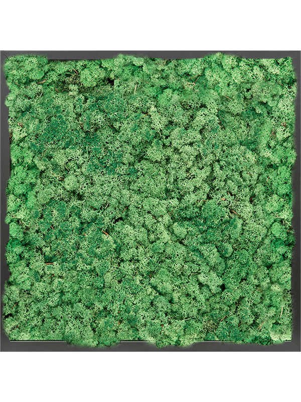 Tablou L60xW60xH6cm MDF RAL 9005 Satin Gloss 100% Reindeer moss (Grass Green)