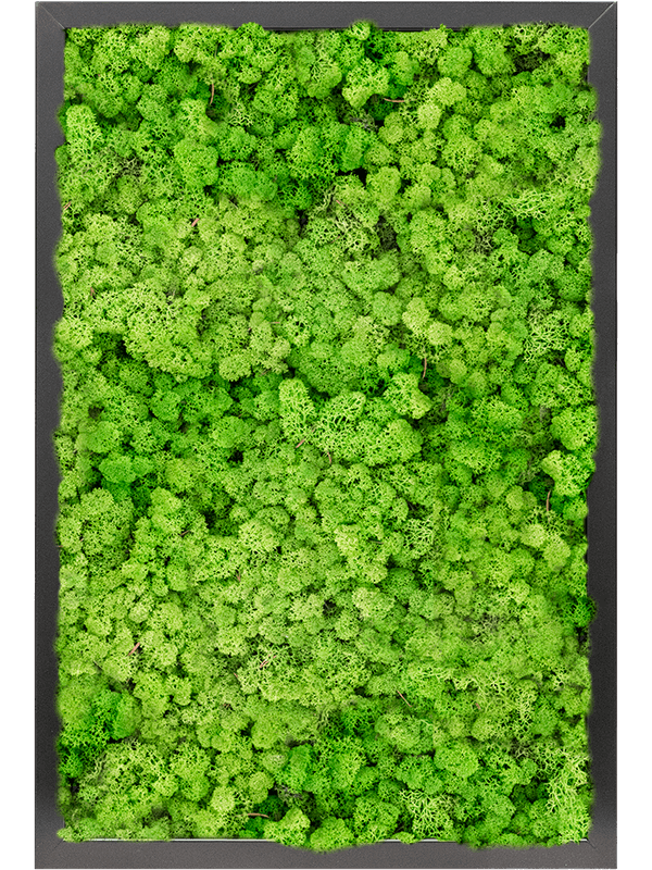 Tablou L60xW60xH6cm MDF RAL 9005 Satin Gloss 100% Reindeer moss (Light Grass Green)