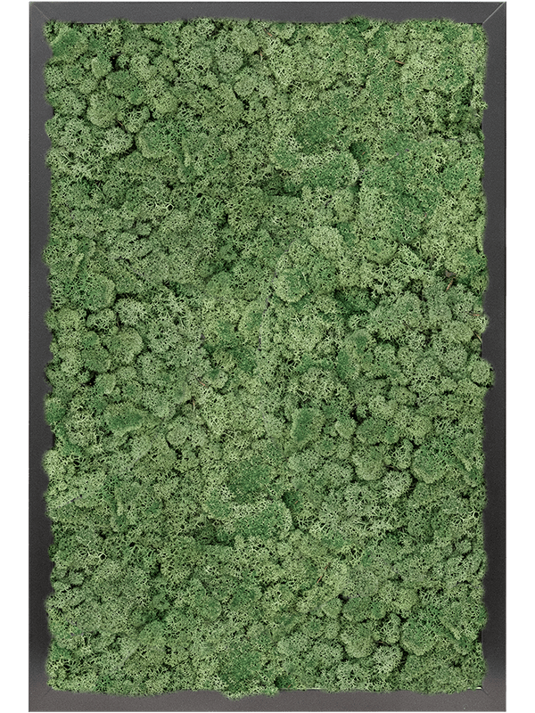 Tablou L60xW60xH6cm MDF RAL 9005 Satin Gloss 100% Reindeer moss (Moss green)