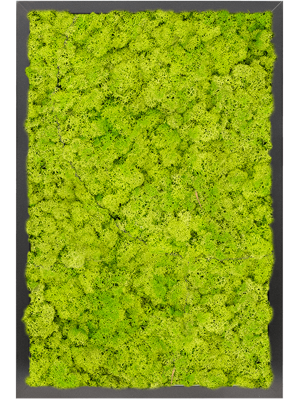 Tablou L60xW60xH6cm MDF RAL 9005 Satin Gloss 100% Reindeer moss (Spring green)