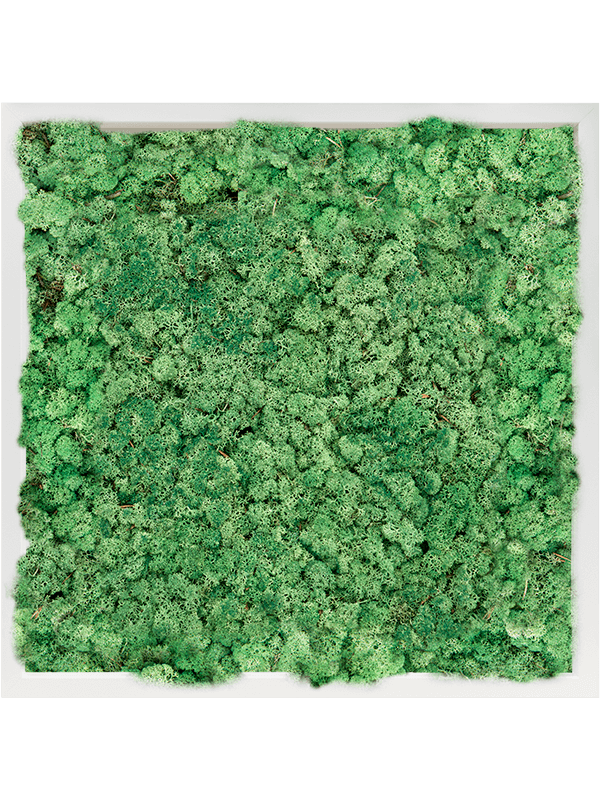 Tablou L60xW60xH6cm MDF RAL 9010 Satin Gloss 100% Reindeer Moss (Grass green)