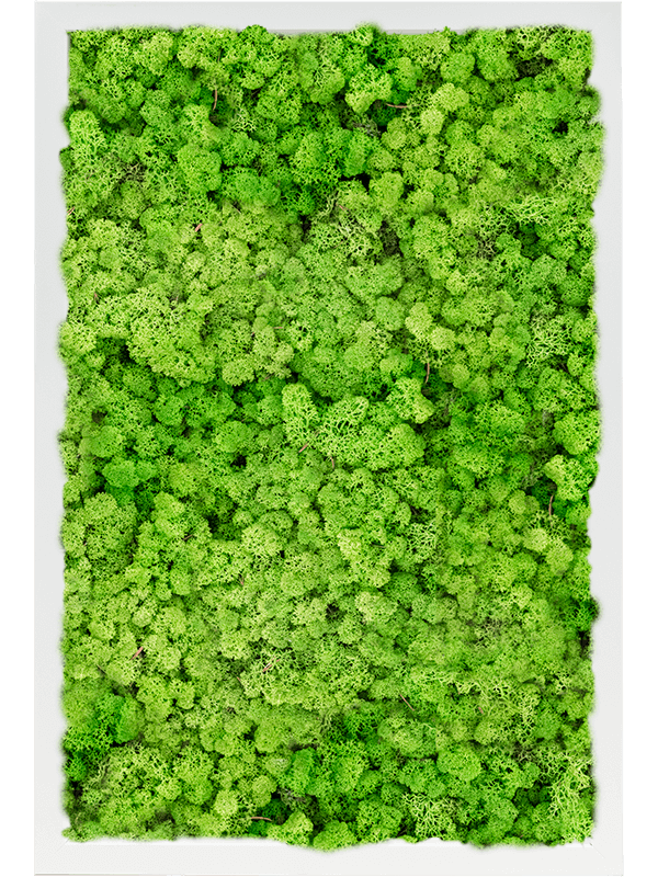 Tablou L60xW60xH6cm MDF RAL 9010 Satin Gloss 100% Reindeer Moss (Light Grass Green)