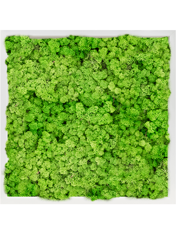 Tablou L60xW60xH6cm MDF RAL 9010 Satin Gloss 100% Reindeer Moss (Light Grass Green)