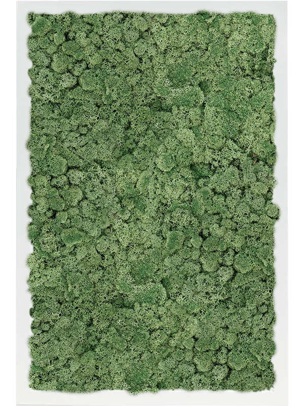 Tablou L60xW60xH6cm MDF RAL 9010 Satin Gloss 100% Reindeer Moss (Moss green)