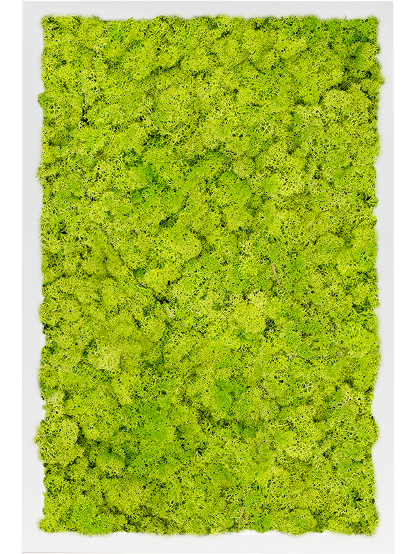 Tablou L60xW60xH6cm MDF RAL 9010 Satin Gloss 100% Reindeer Moss (Spring green)