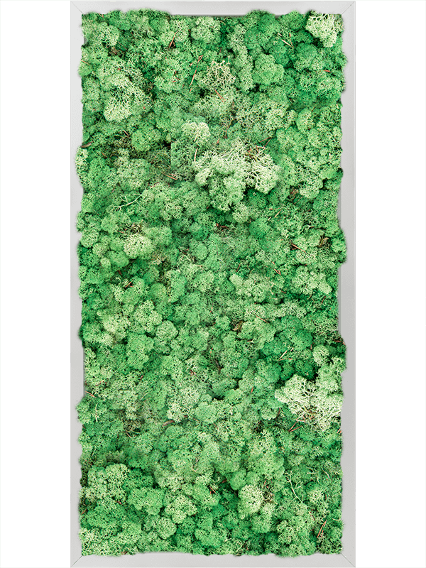 Tablou L80xW80xH6cm Aluminum 100% Reindeer moss (Grass Green)
