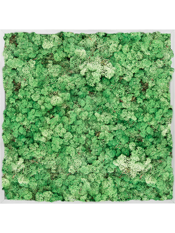 Tablou L80xW80xH6cm Aluminum 100% Reindeer moss (Grass Green)