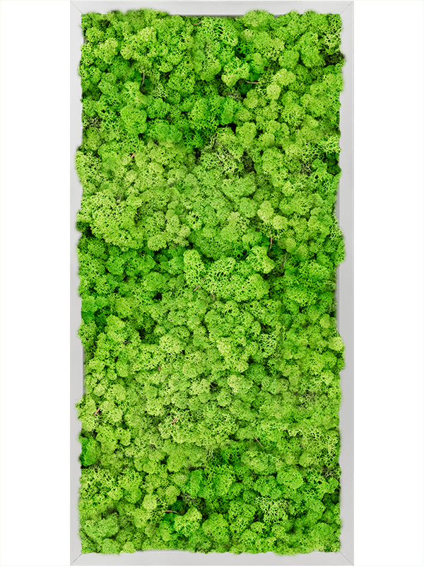 Tablou L80xW80xH6cm Aluminum 100% Reindeer moss (Light Grass Green)