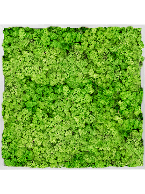 Tablou L80xW80xH6cm Aluminum 100% Reindeer moss (Light Grass Green)