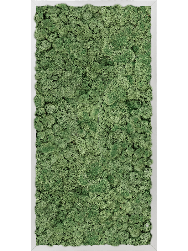 Tablou L80xW80xH6cm Aluminum 100% Reindeer moss (Moss green)