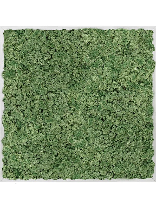 Tablou L80xW80xH6cm Aluminum 100% Reindeer moss (Moss green)