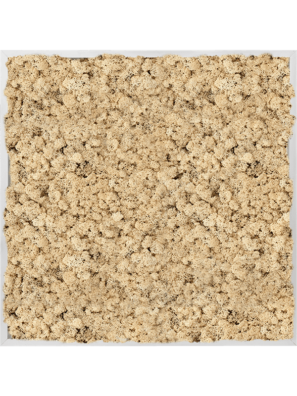 Tablou L80xW80xH6cm Aluminum 100% Reindeer moss (Natural)