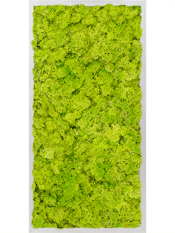 Tablou L80xW80xH6cm Aluminum 100% Reindeer moss (Spring green)