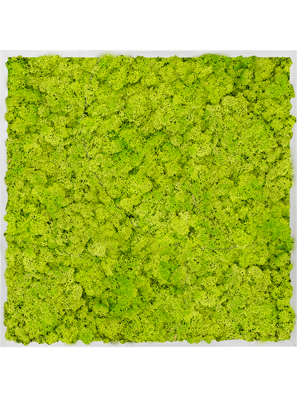 Tablou L80xW80xH6cm Aluminum 100% Reindeer moss (Spring green)