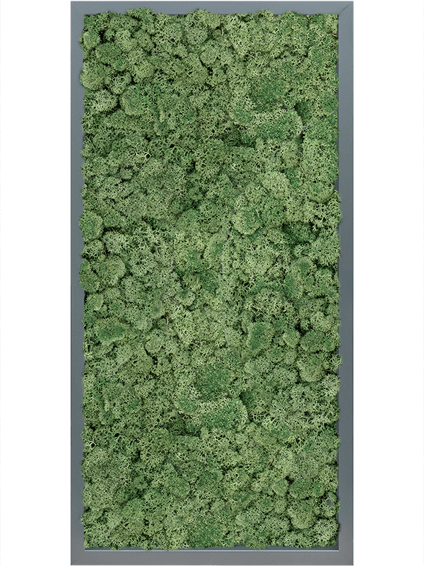 Tablou L80xW80xH6cm MDF RAL 7016 Satin Gloss 100% Reindeer Moss (Moss green)