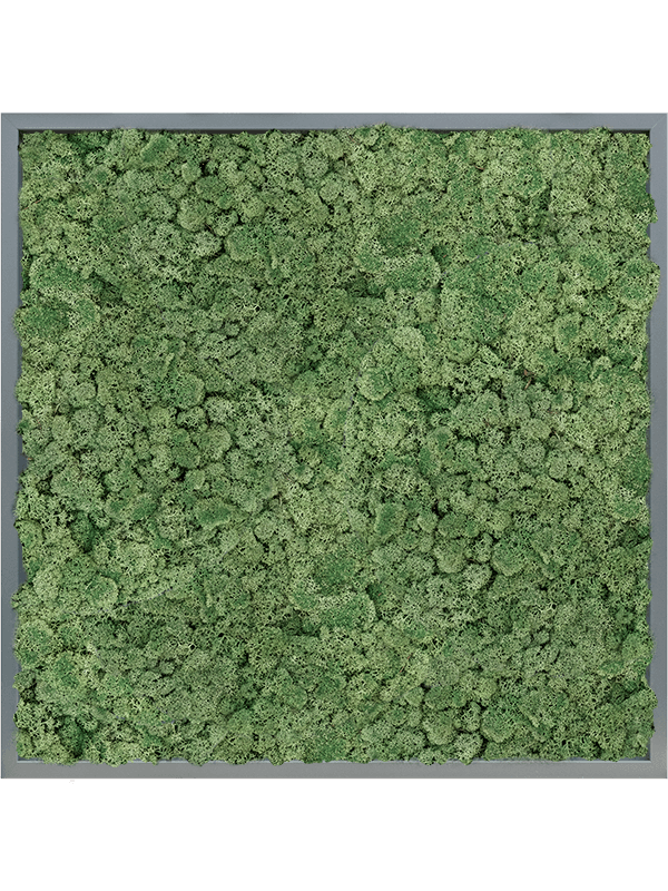 Tablou L80xW80xH6cm MDF RAL 7016 Satin Gloss 100% Reindeer Moss (Moss green)