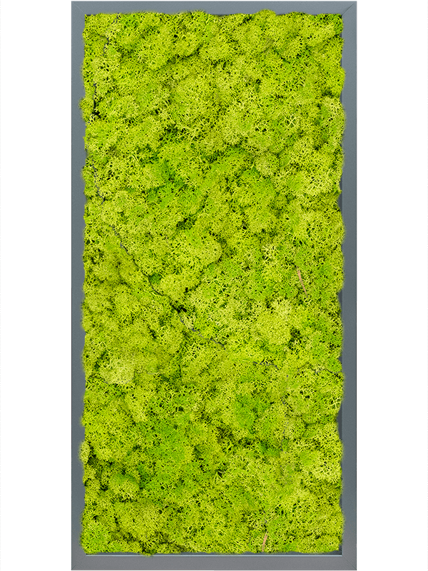 Tablou L80xW80xH6cm MDF RAL 7016 Satin Gloss 100% Reindeer Moss (Spring green)