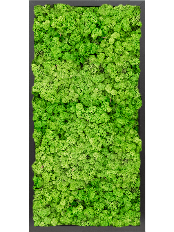 Tablou L80xW80xH6cm MDF RAL 9005 Satin Gloss 100% Reindeer moss (Light Grass Green)