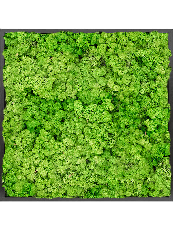 Tablou L80xW80xH6cm MDF RAL 9005 Satin Gloss 100% Reindeer moss (Light Grass Green)